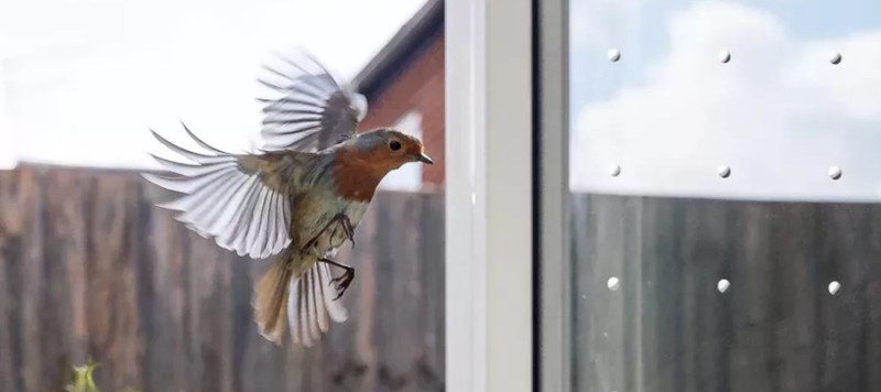 Vogel­schutz­folien